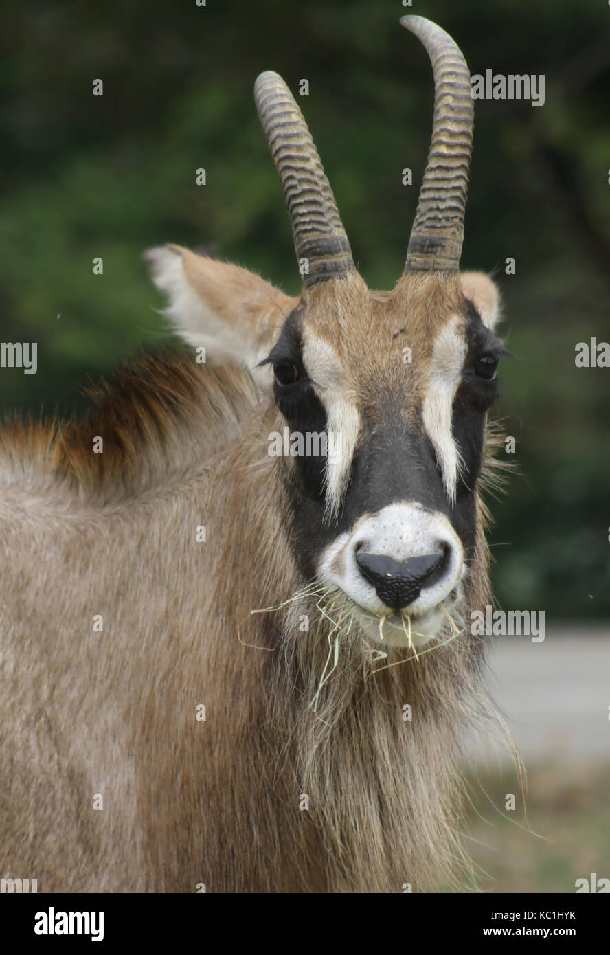 Antilope Roana (Hippotragus Equinus) (3) Stockfoto