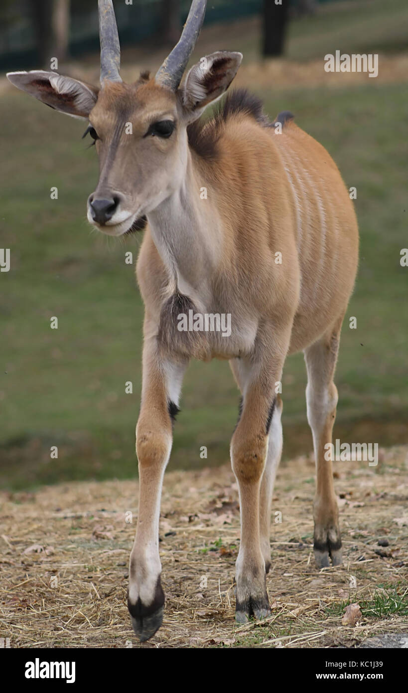 Elk Antilope (taurotragus Oryx) (1) Stockfoto