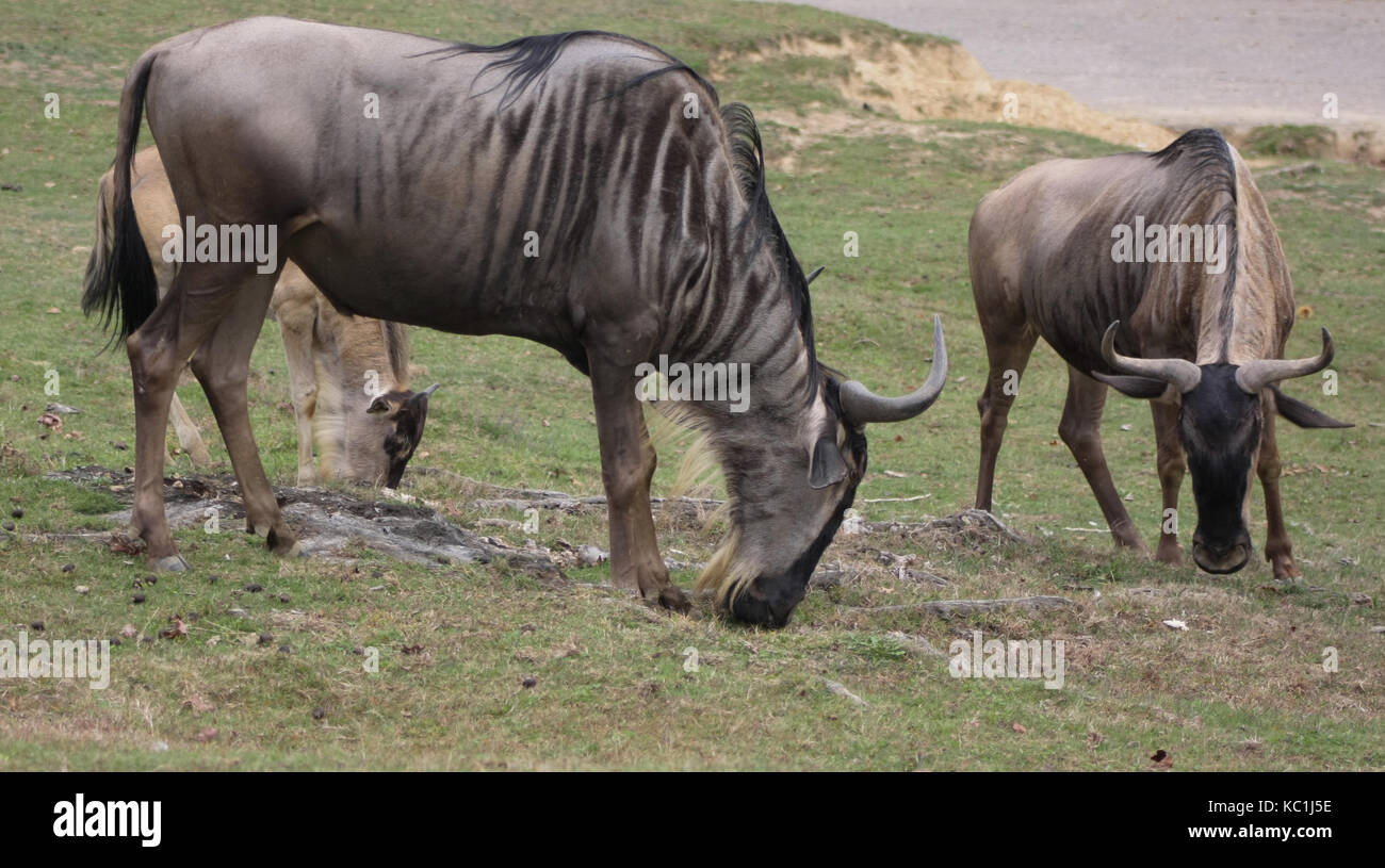 Gnu weißen Bart (connochaetes Taurinus Albojubatus).JPG KC1J5E Stockfoto