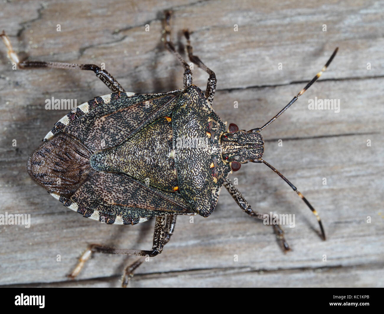 Braun marmorated stinken Bug (Halyomorpha halys) - kürzlich eingeführten invasive landwirtschaftlichen Schädlingsbekämpfung auf einer hölzernen Oberfläche in Westerm WA, USA Stockfoto