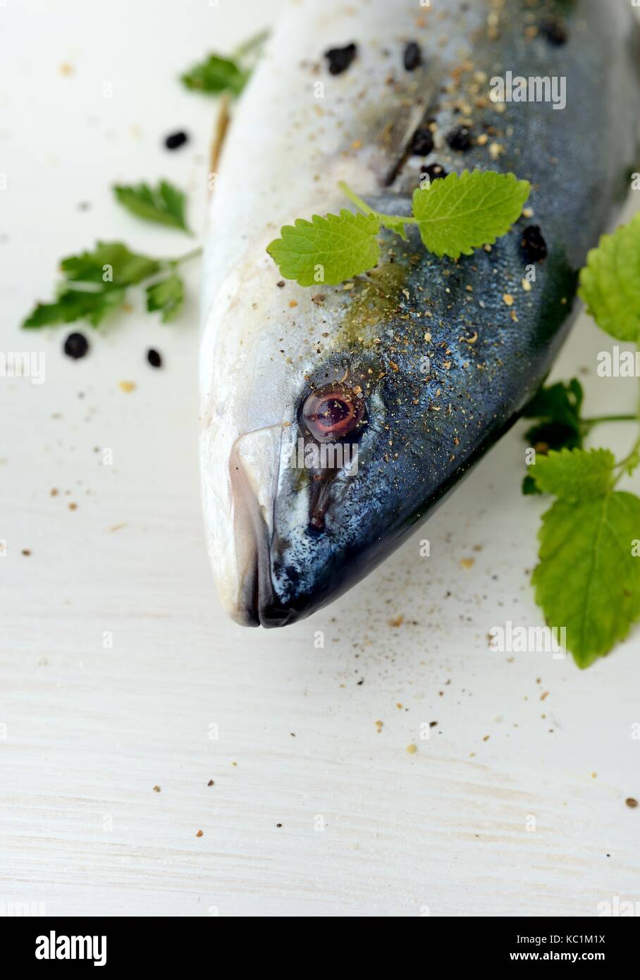 Yellowtail bernsteinmakrele Fisch Stockfoto