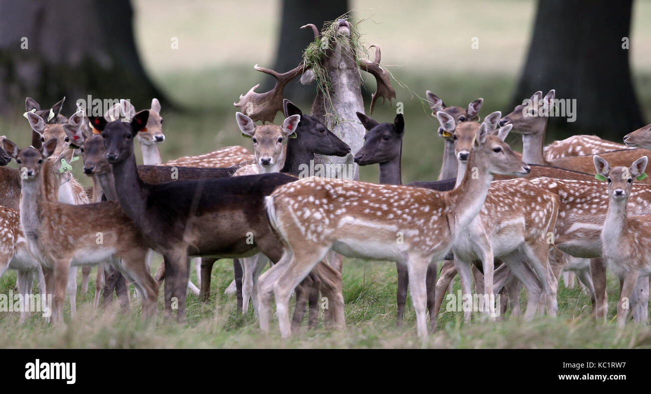 Dublin, Irland. 1. Oktober 2017. Damwild im Phoenix Park, Dublin, als Brunftzeit unterwegs erhält. Credit: Laura Hutton/Alamy Leben Nachrichten. Stockfoto