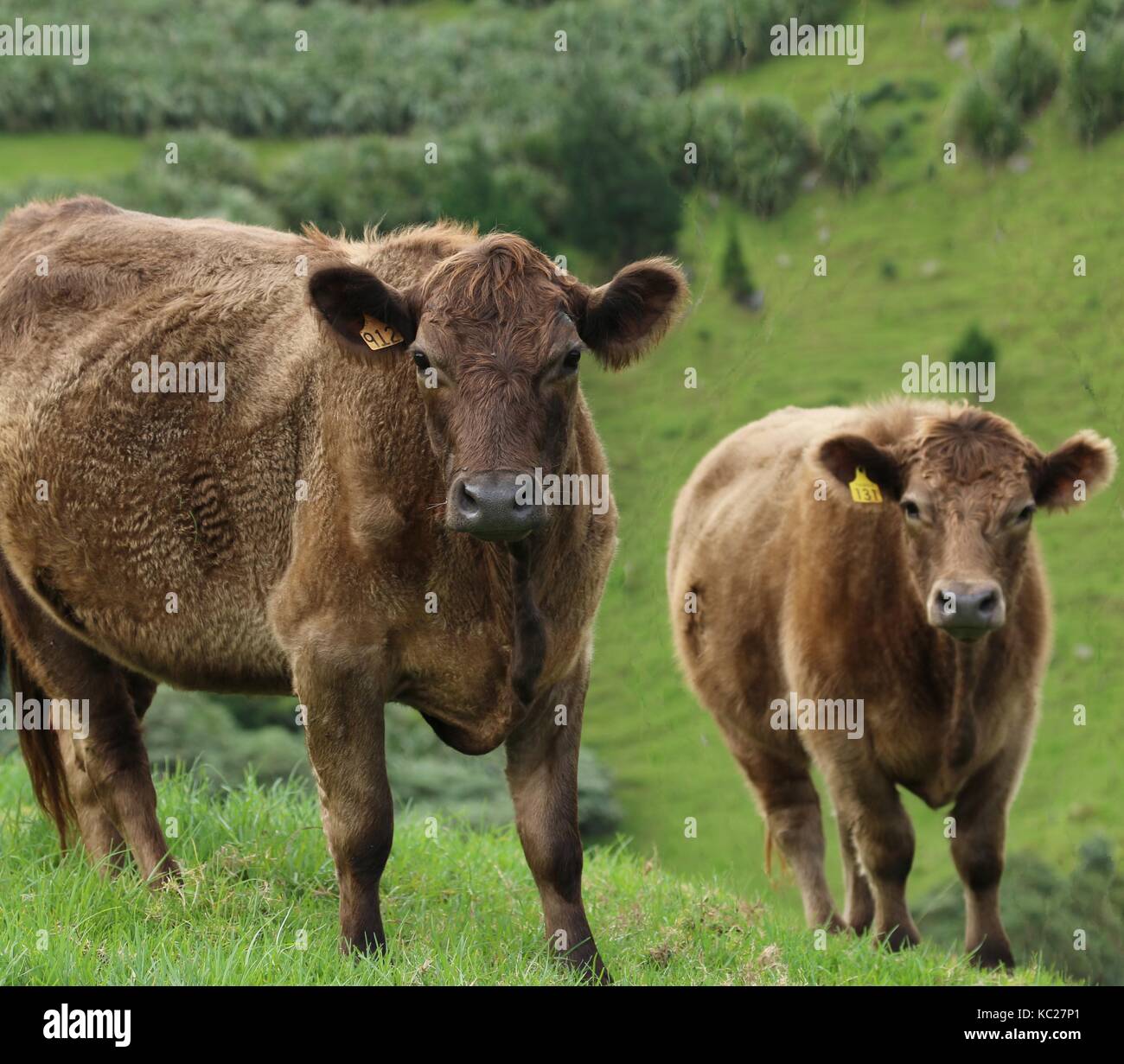 Heilige helena landschaften Fotos und Bildmaterial in hoher Auflösung