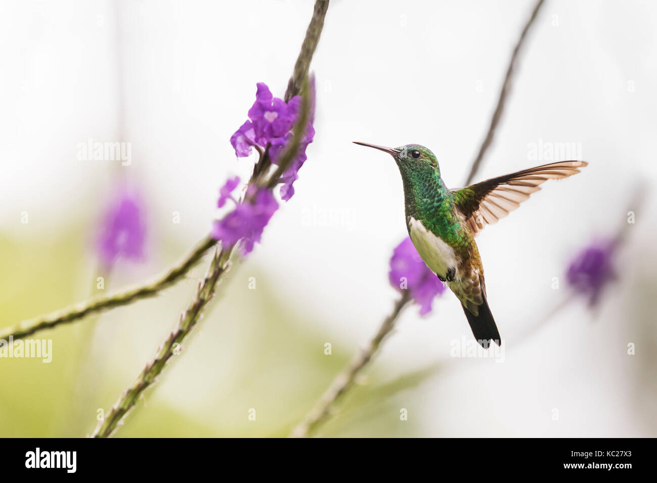 Snowy-bellied Kolibri in-flight während der Fütterung auf Lila Blume in Costa Rica Regenwald eingefroren. Stockfoto