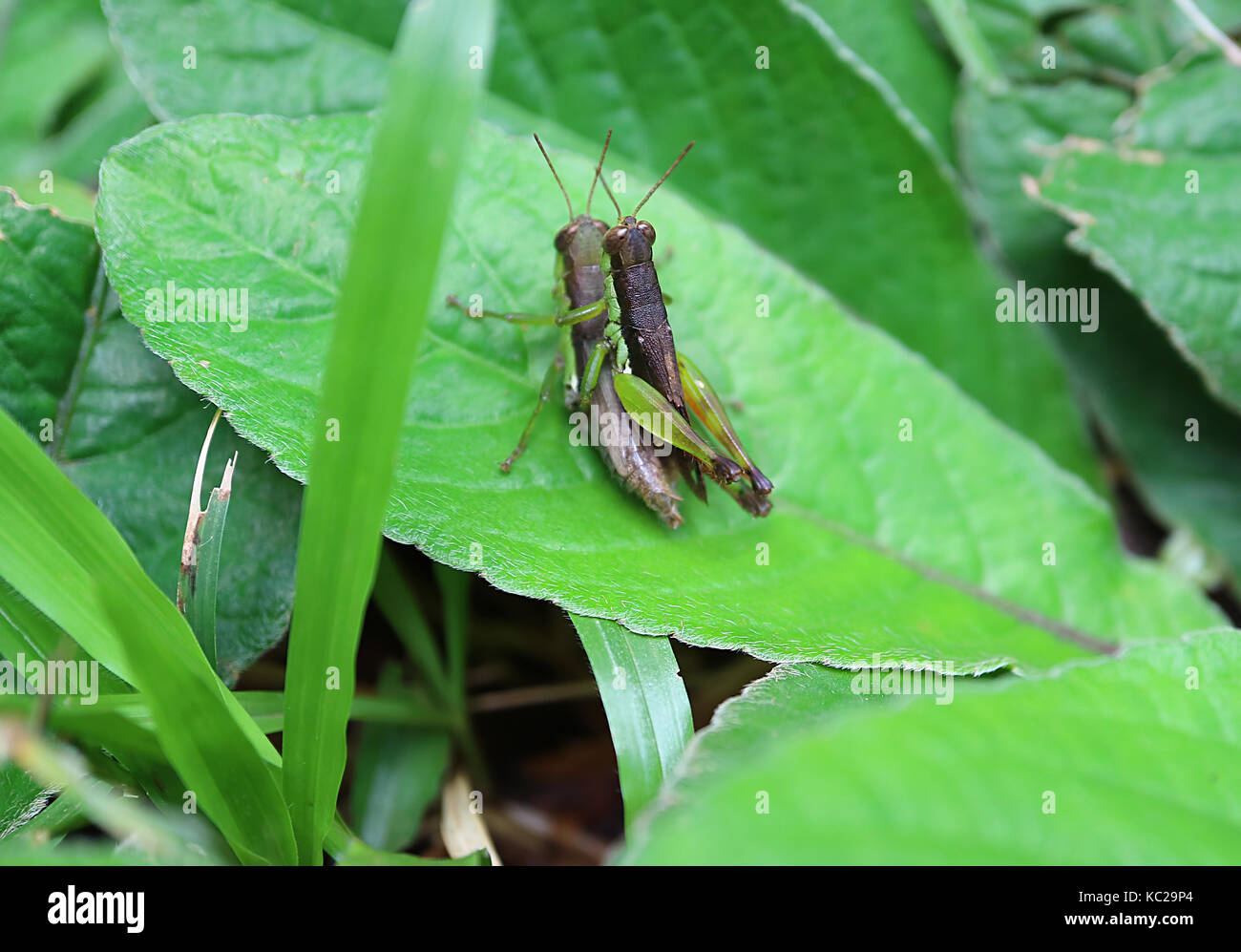 Nahaufnahme der Heuschrecke das Paar die Liebe auf der Bright Green leaf im tropischen Regenwald von Thailand Stockfoto
