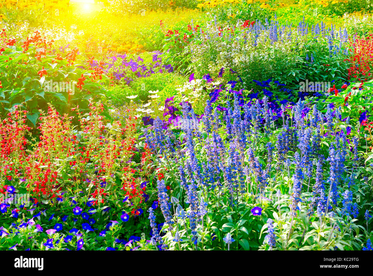 Bunte Blume Bett durch Sonnenlicht Floral background beleuchtet. Stockfoto