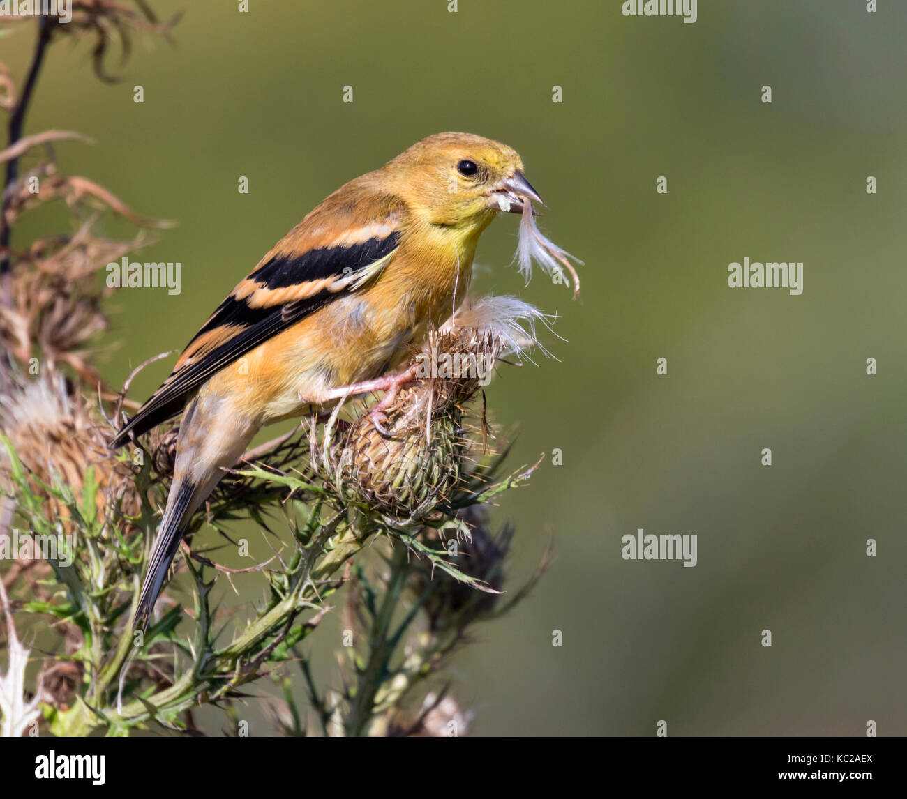 American goldfinch (spinus Tristis) weiblich Essen thistle Samen zu einer Wiese, Ames, Iowa, USA Stockfoto