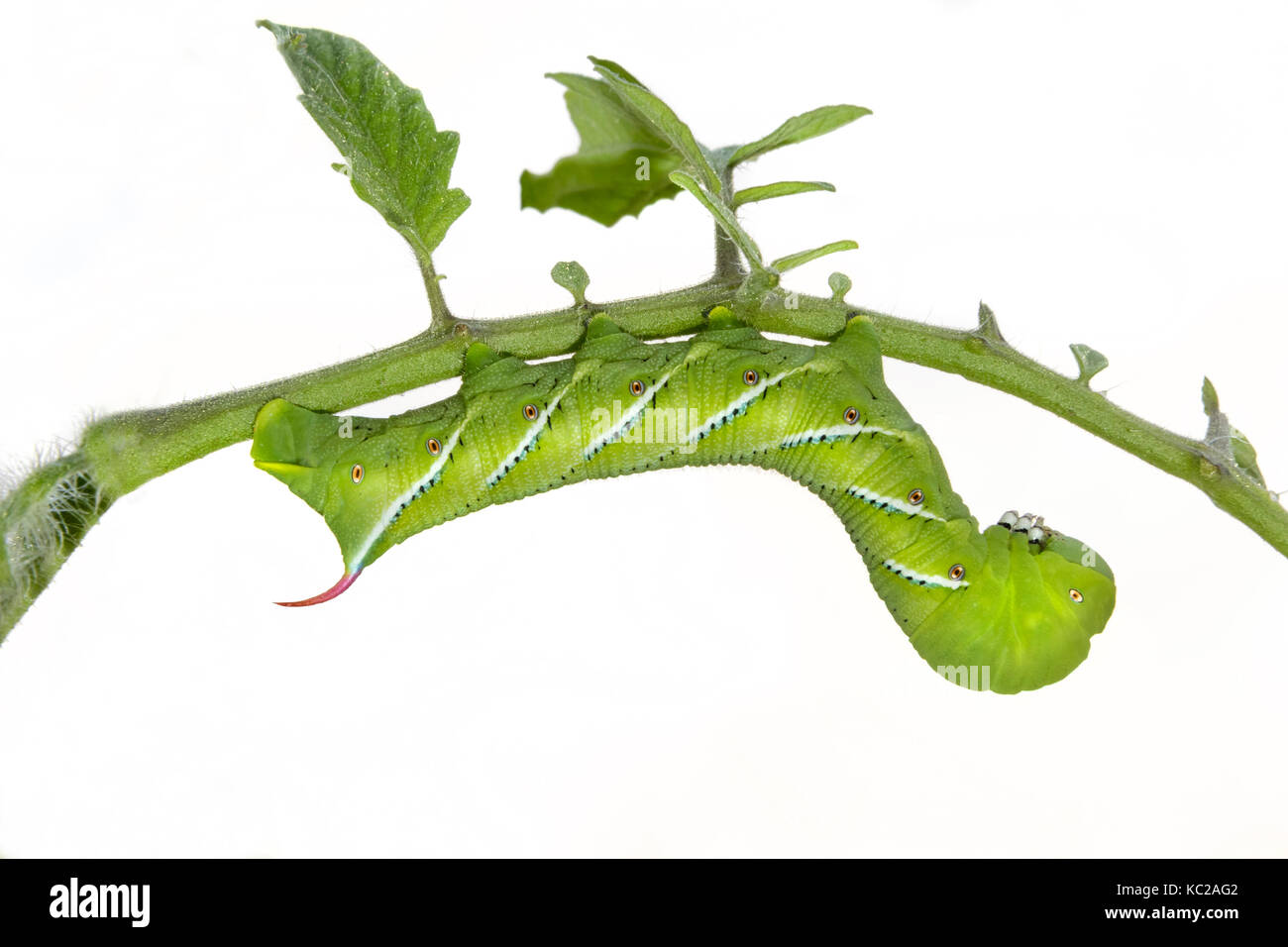 Tabakkäfer Motten oder Carolina Sphinx Moth (Manduca sexta) Caterpillar, auf weißem Hintergrund. Stockfoto