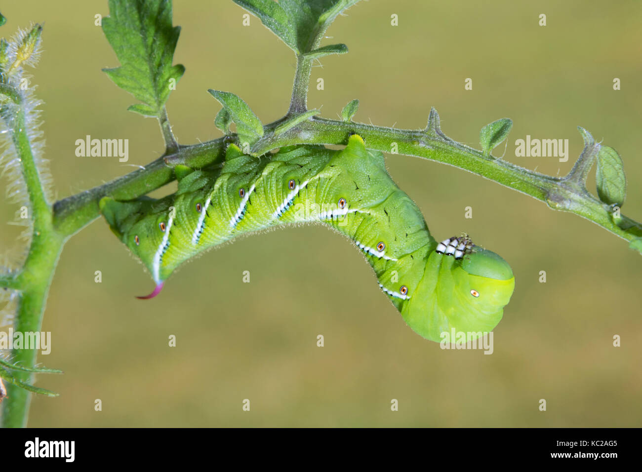 Raupe mit Hainentraubenwurm Moth oder Carolina Sphinx Moth (Manduca Sexta), Ames, Iowa, USA Stockfoto