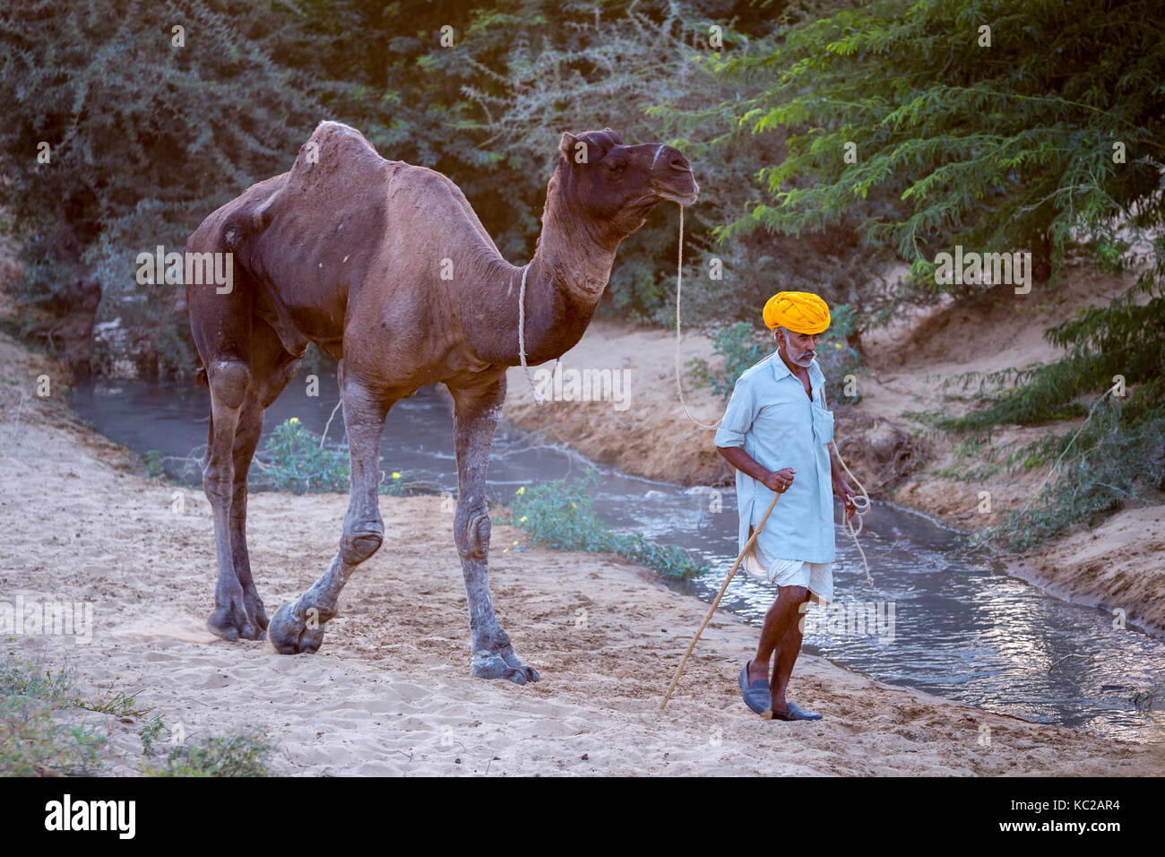 Kamel und ein Mann auf dem Weg nach Pushkar Mela, Kamel und Vieh zu vermarkten, Pushkar, Rajasthan, Indien Stockfoto