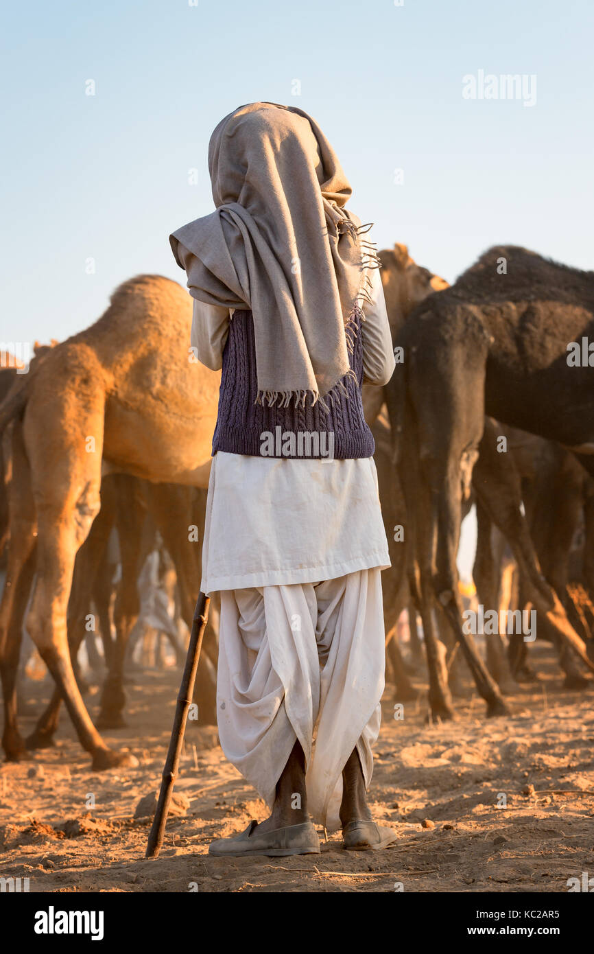 Ein Mann beobachtet seinen Kamelen bei der Pushkar Mela Camel fair, Pushkar, Rajasthan, Indien Stockfoto