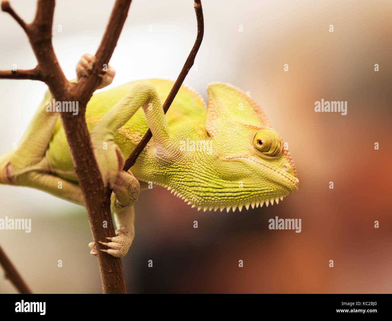 Junge Jemen Chamäleon auf dem Zweig bereit für die Jagd - Chameleo calyptratus Stockfoto