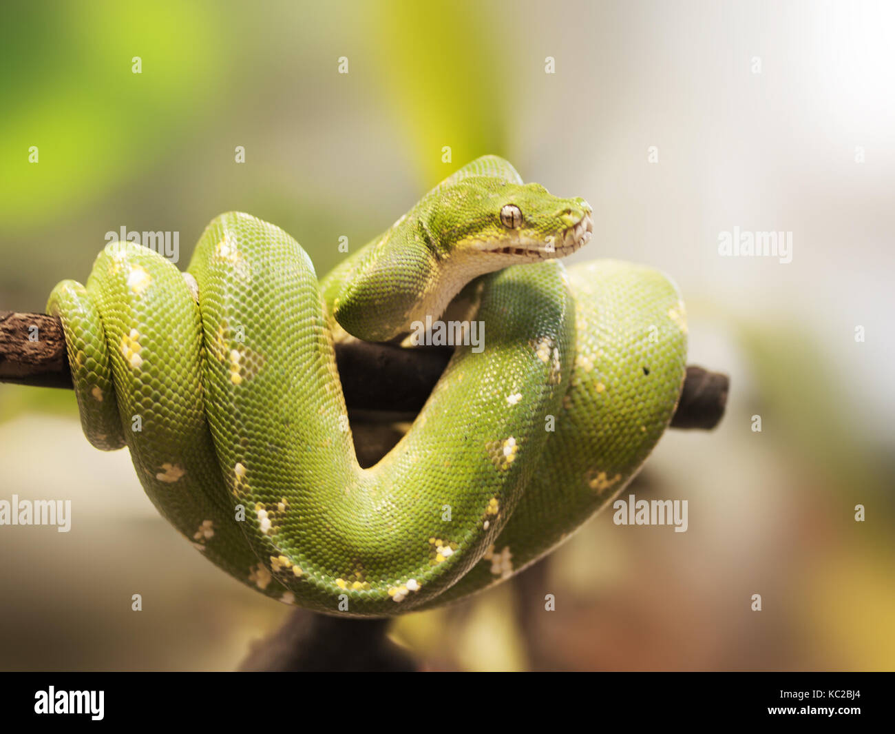 Green Tree python-Morelia viridis - in typisch loop Position auf dem Zweig Stockfoto