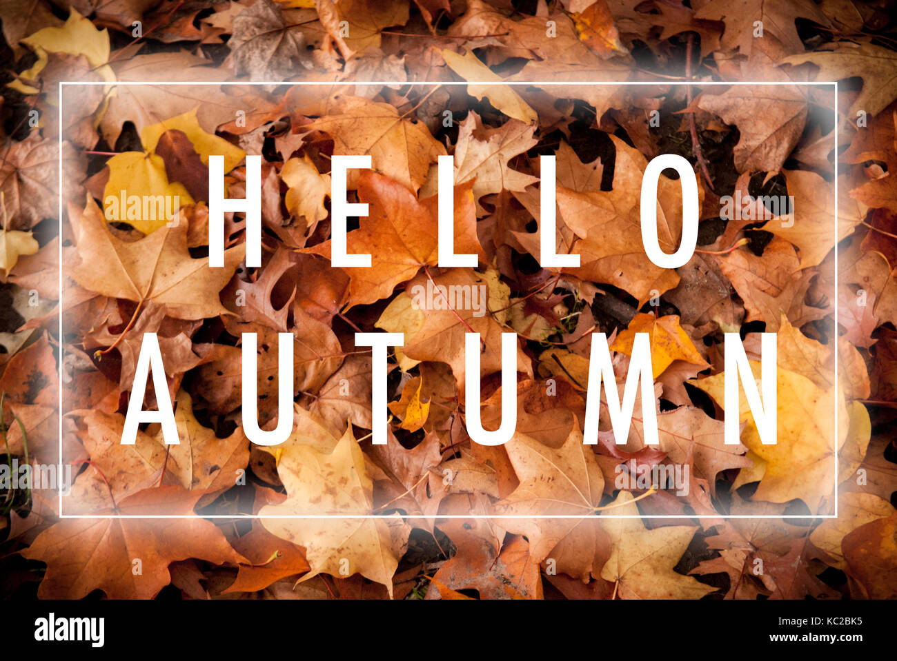 Herbst Plakat mit hello Herbst Text-Overlay Stockfoto