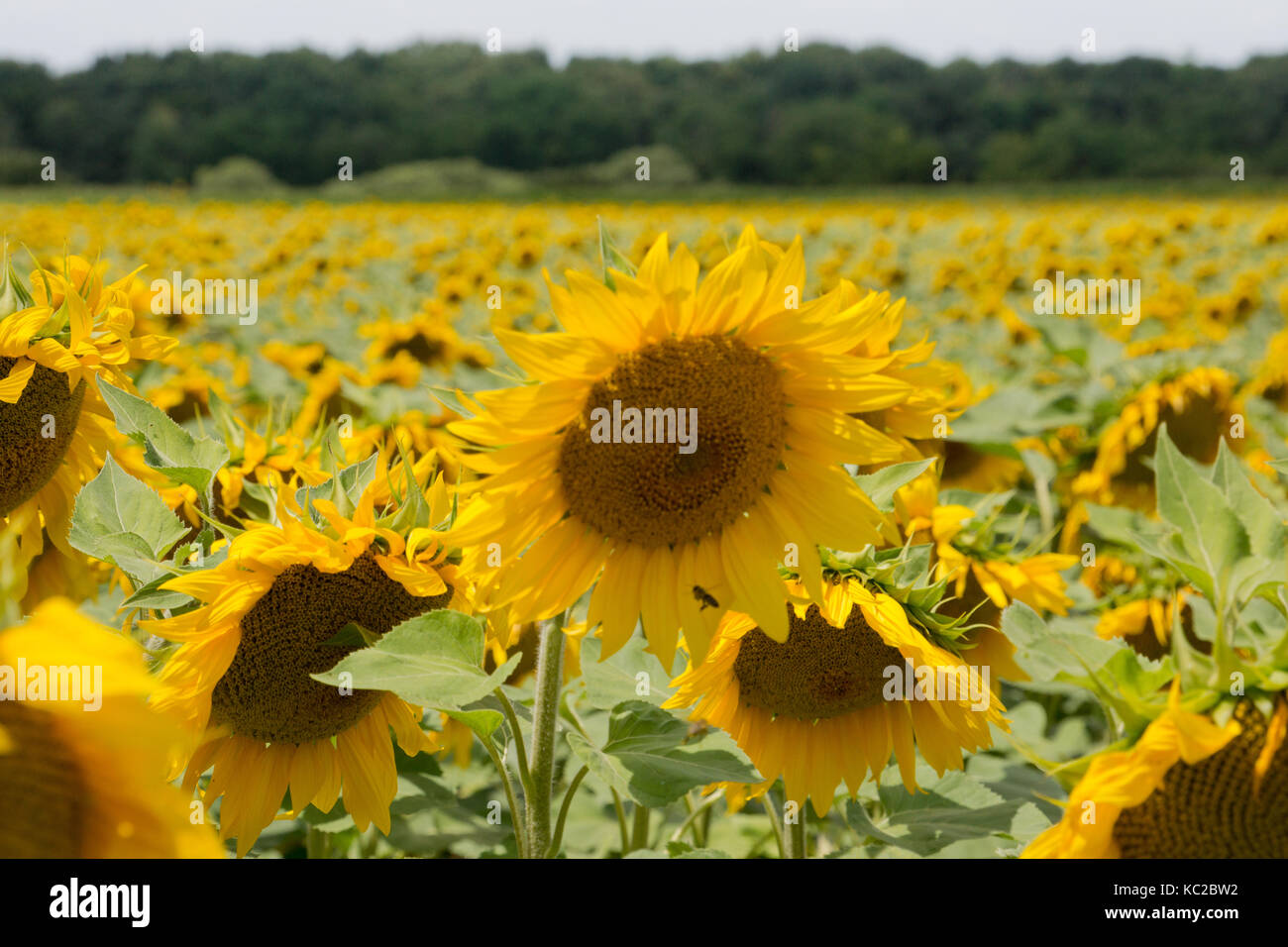 Feld mit Sonnenblumen in Ungarn Stockfoto