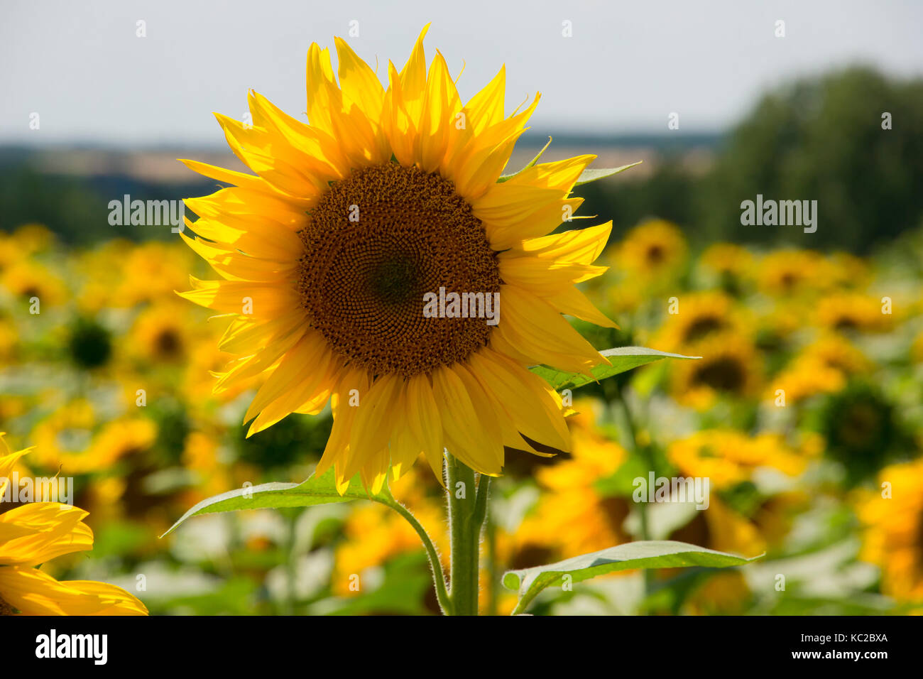 Feld mit Sonnenblumen in Ungarn Stockfoto