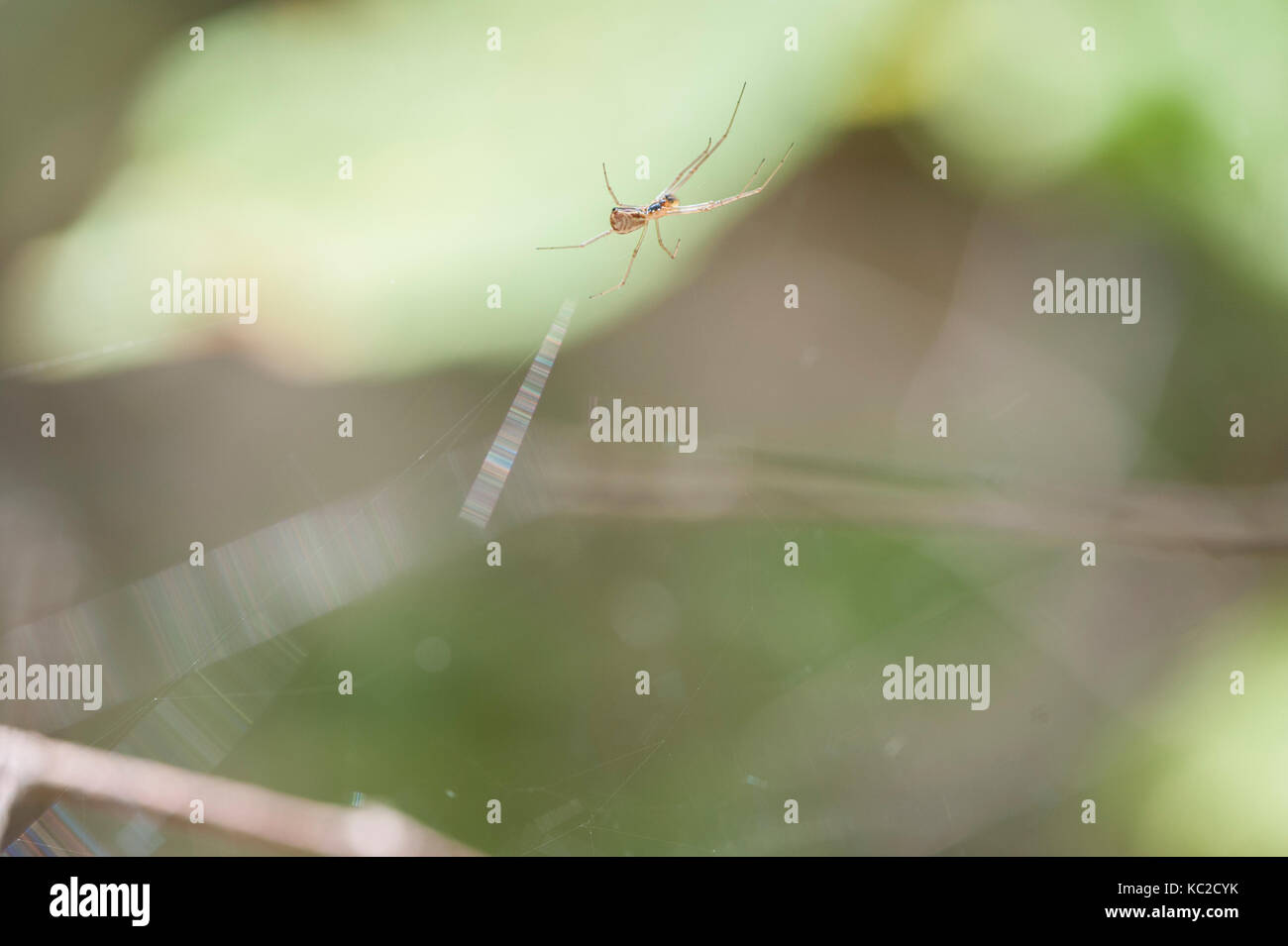 Spinne im Netz Stockfoto