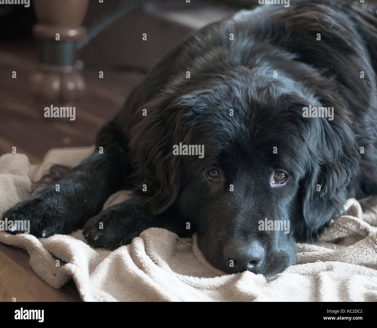 Süße schwarze Neufundländer mit traurigem Gesicht liegen auf einer Decke mit gedeckten Farben. Stockfoto