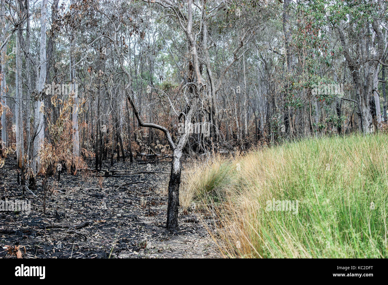 Bush fire nach Queensland Australien Stockfoto