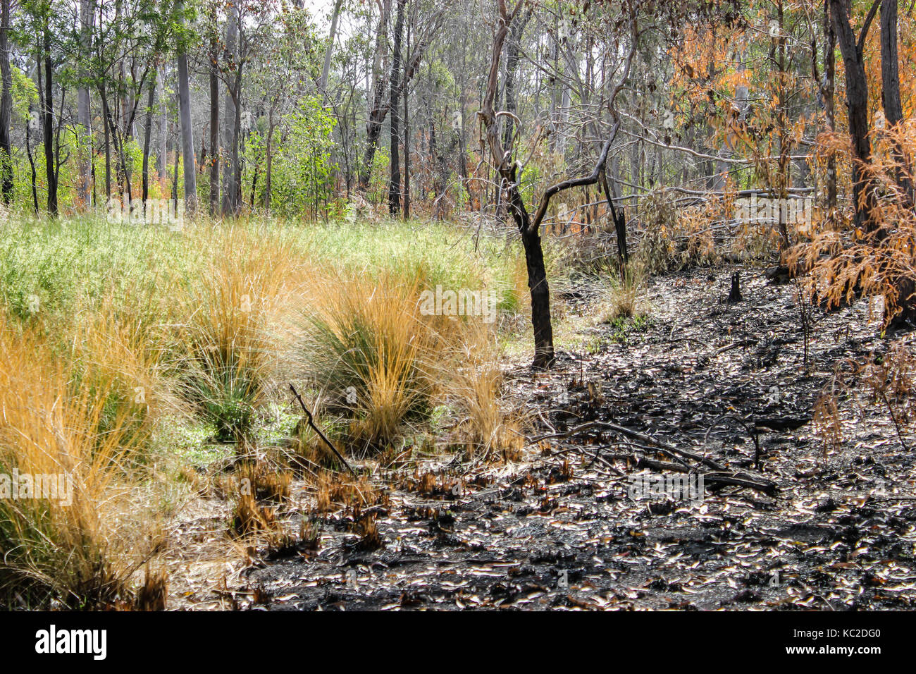 Bush fire nach Queensland Australien Stockfoto