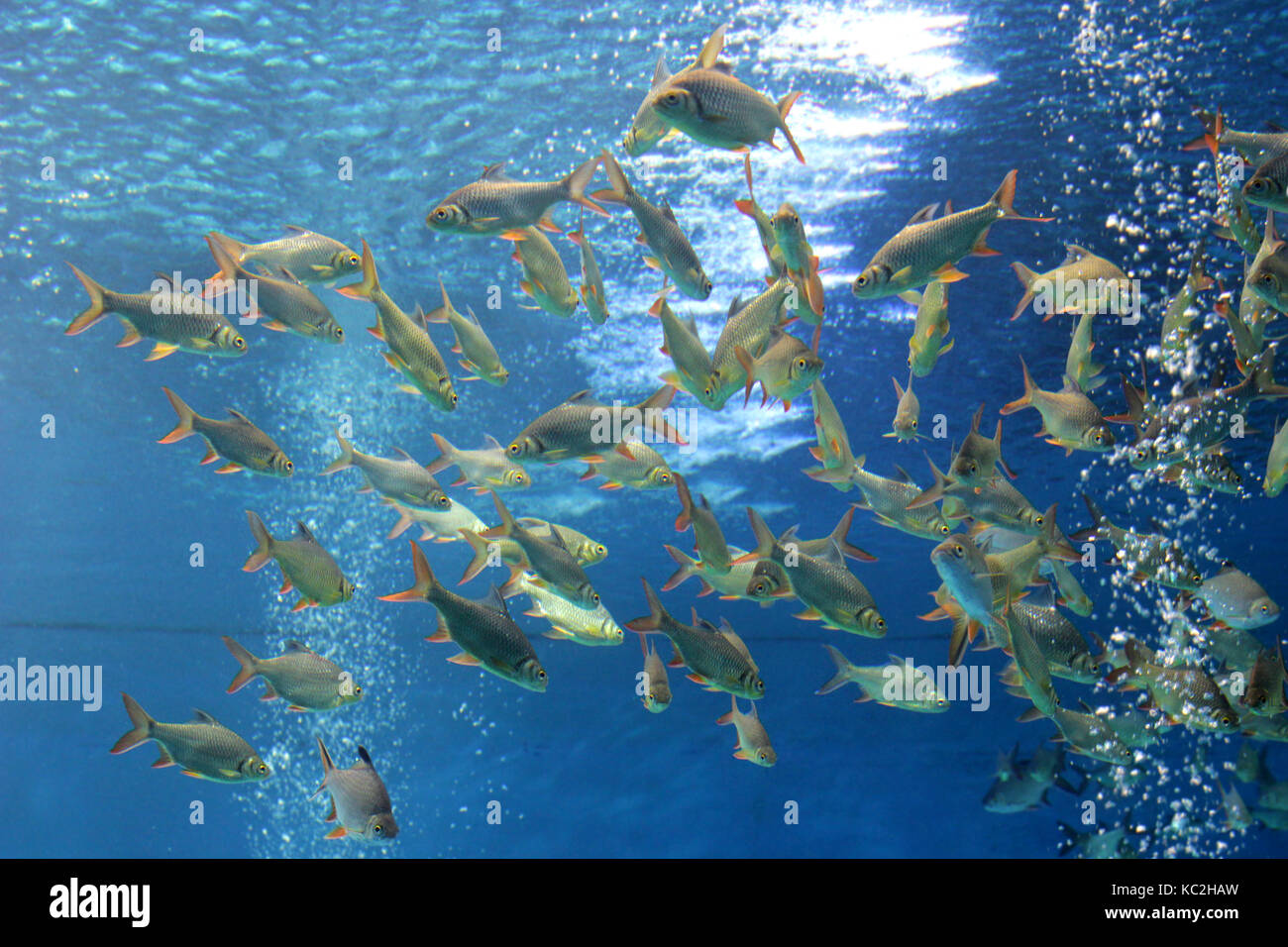 Stapel der Karausche Fisch im Aquarium Stockfoto