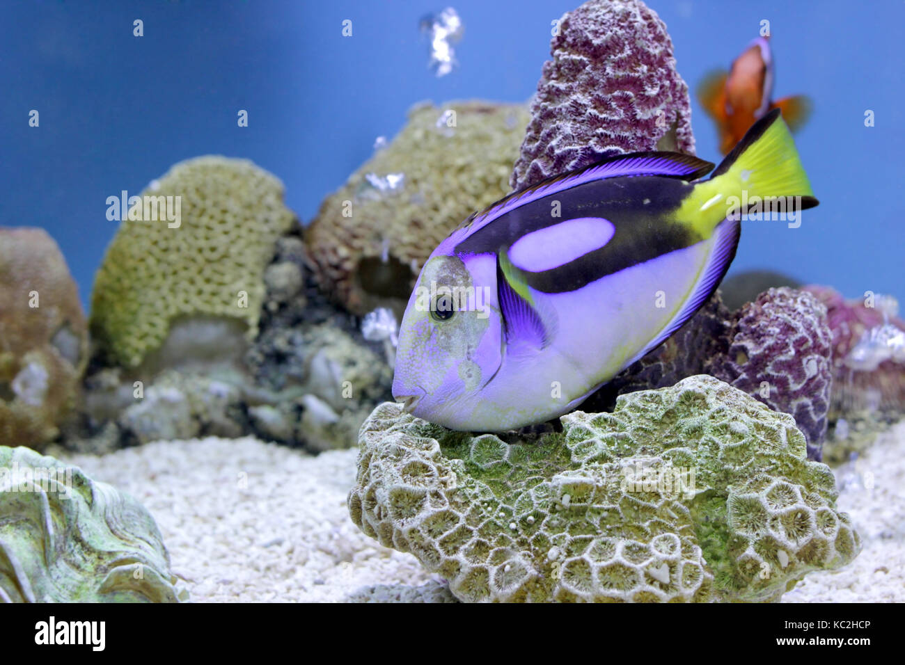 Unterwasser Foto, exotische Chirurg Fische im Aquarium Stockfoto