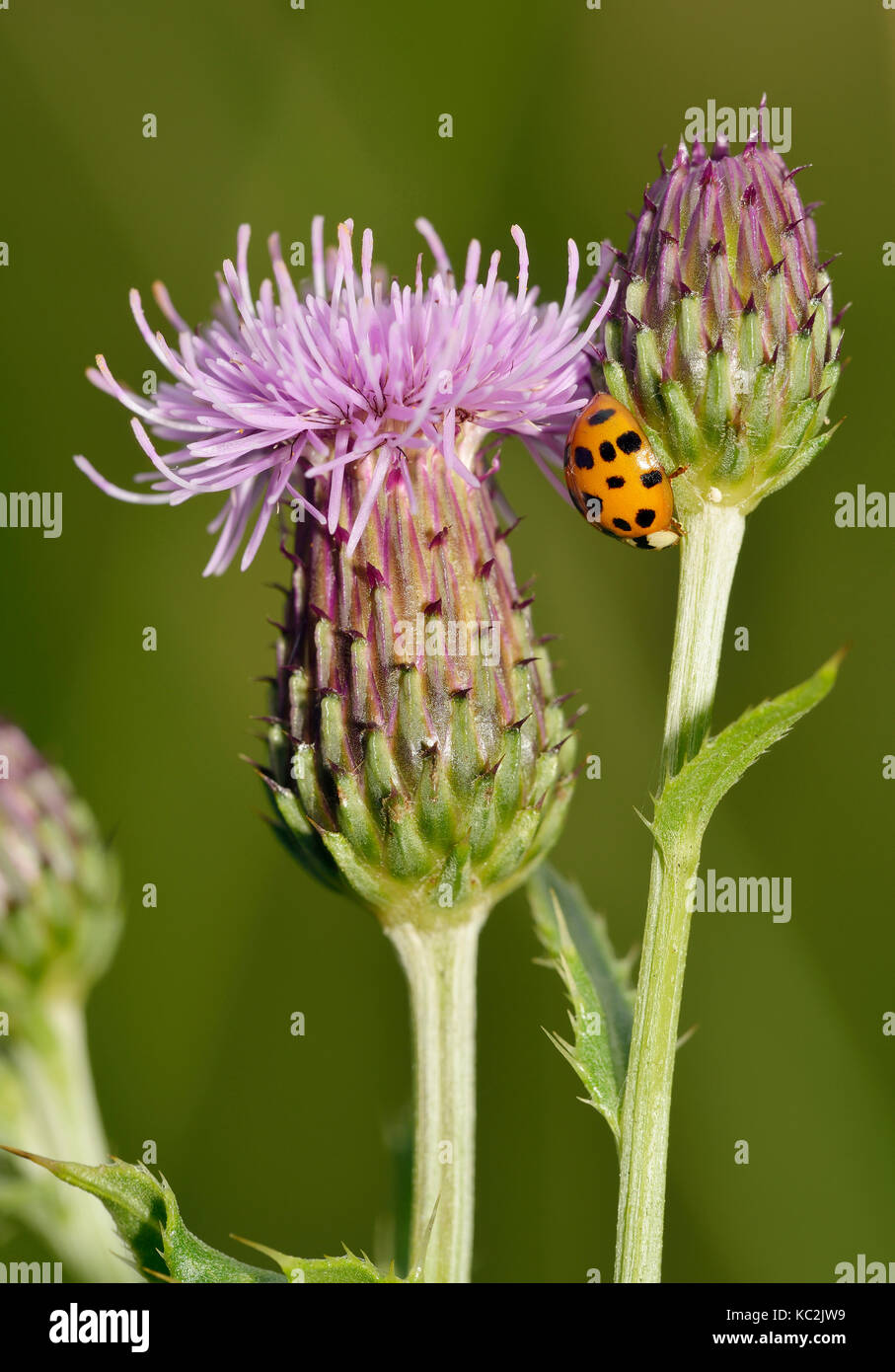 Harlequin ladybird - Harmonia axyridis auf creeping Thistle - Cirsium arvense Stockfoto