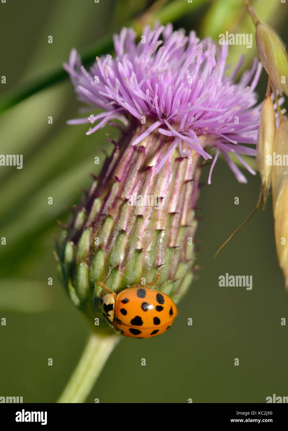 Harlequin ladybird - Harmonia axyridis auf creeping Thistle - Cirsium arvense Stockfoto