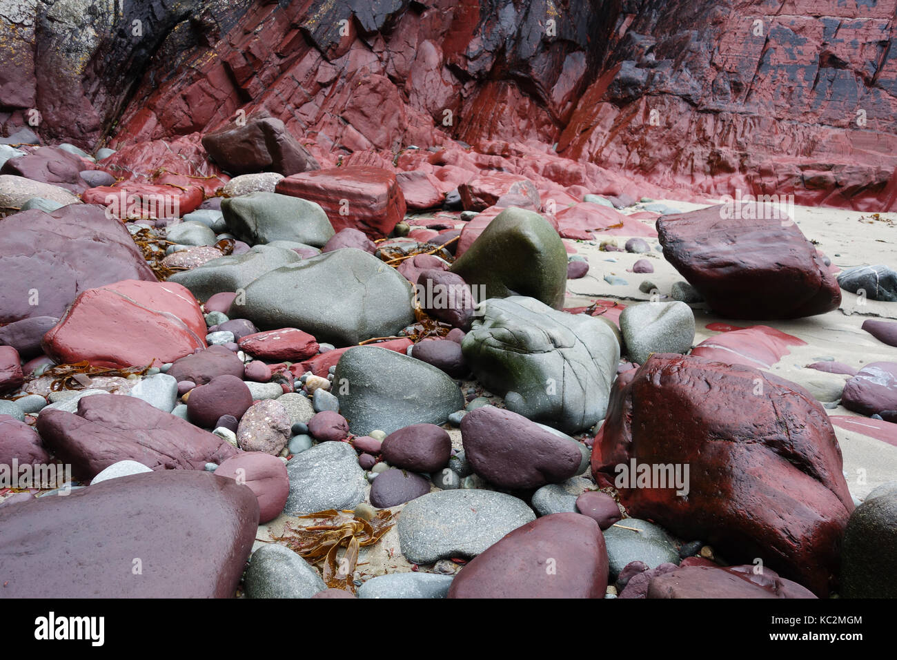 Roter und grüner Stein Felsen an Caerfai Bay in der Nähe von St Davids in Pembrokeshire, West Wales, Großbritannien Stockfoto