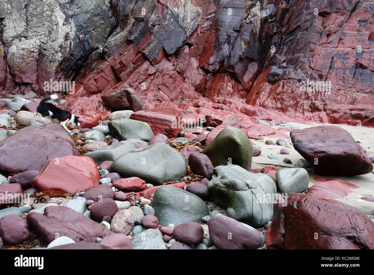 Roter und grüner Stein Felsen an Caerfai Bay in der Nähe von St Davids in Pembrokeshire, West Wales, Großbritannien Stockfoto