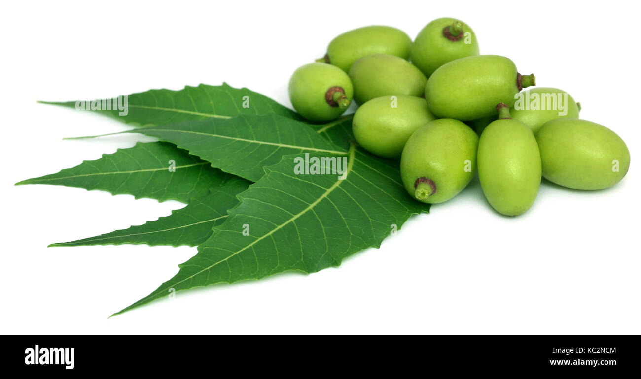 Arzneimittel neem Blätter mit Obst auf weißem Hintergrund Stockfoto