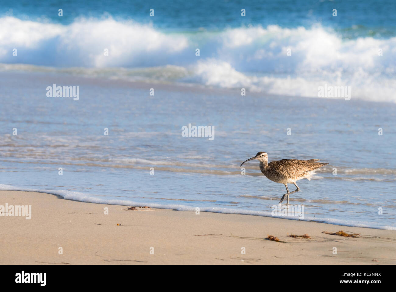 Regenbrachvogel, Ufer Vogel zu Fuß aus dem Meer Stockfoto