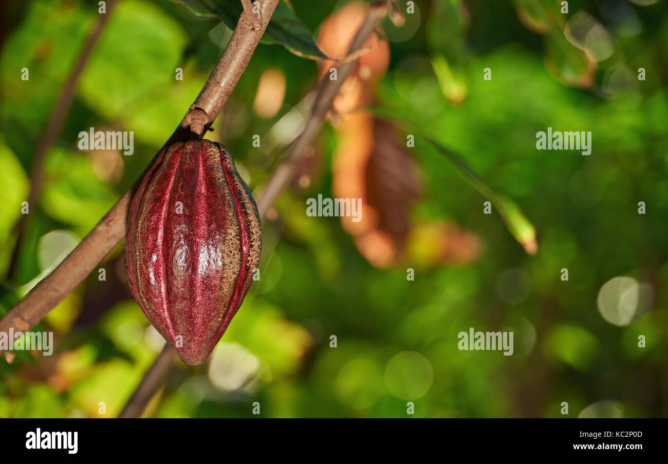 Eine hängende Kakaofrucht am Baum Zweig zu schließen. Garten der Kakaobäume Stockfoto