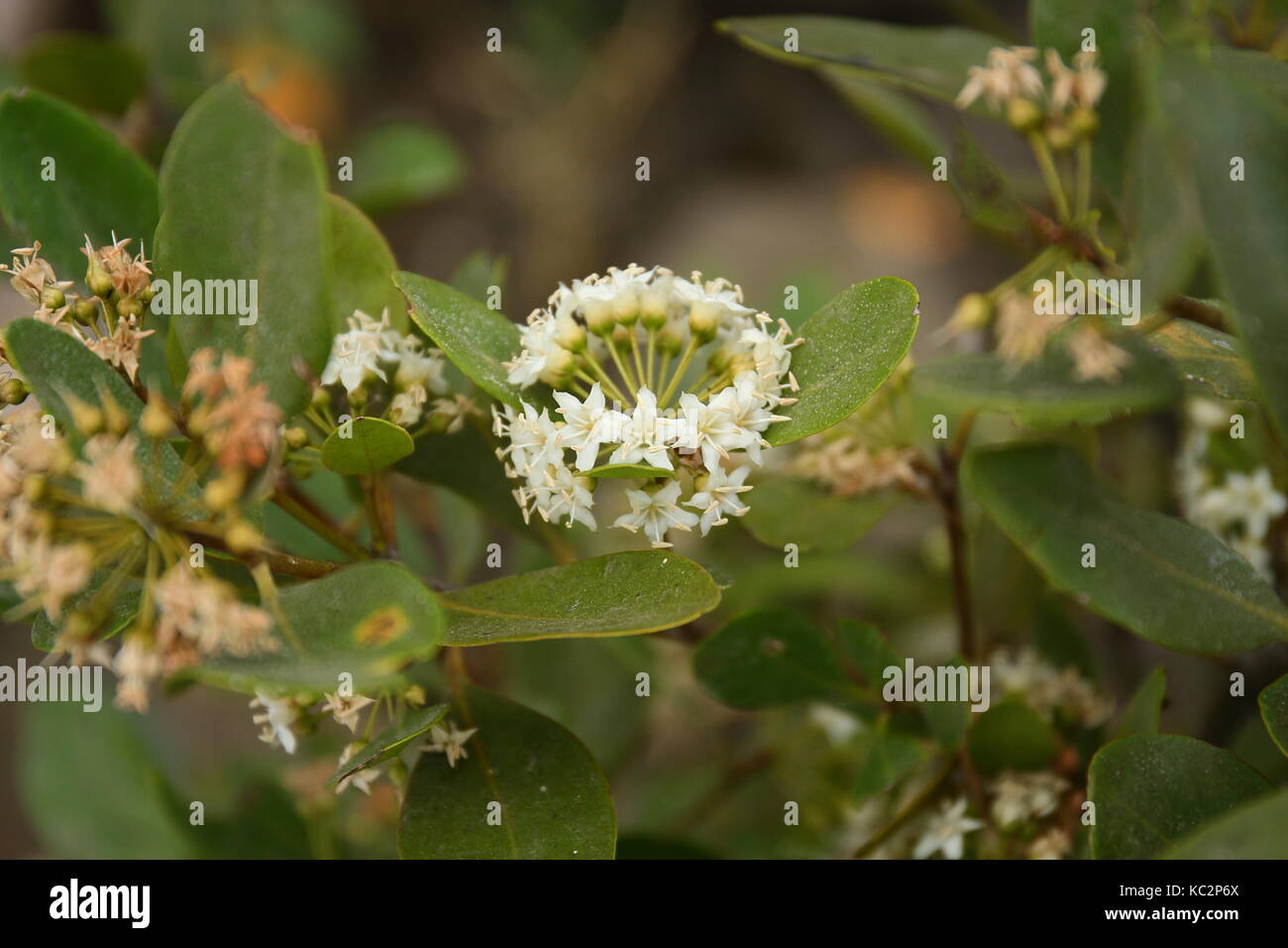 River Mangroven in Blume Stockfoto