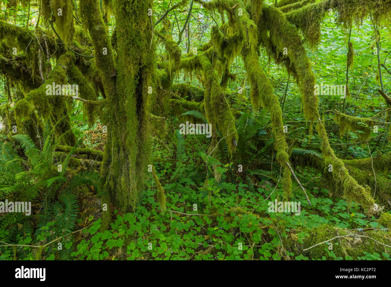 Weinstock Ahorn, Acer circinatum, Baum mit Moos geschmückt, in den Hoh Regenwald entlang der Hoh River Trail in Olympic National Park, Washington State, USA Stockfoto