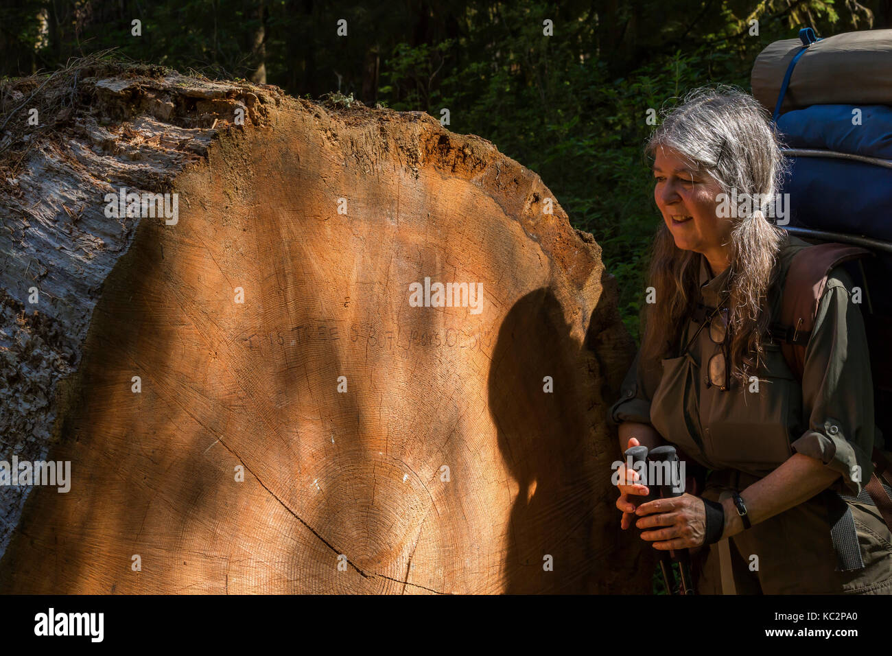 Karen Rentz mit einem riesigen Western RedCedar Stumpf entlang des Hoh River Trail zum Blue Glacier, Olympic National Park, Washington State, USA Stockfoto