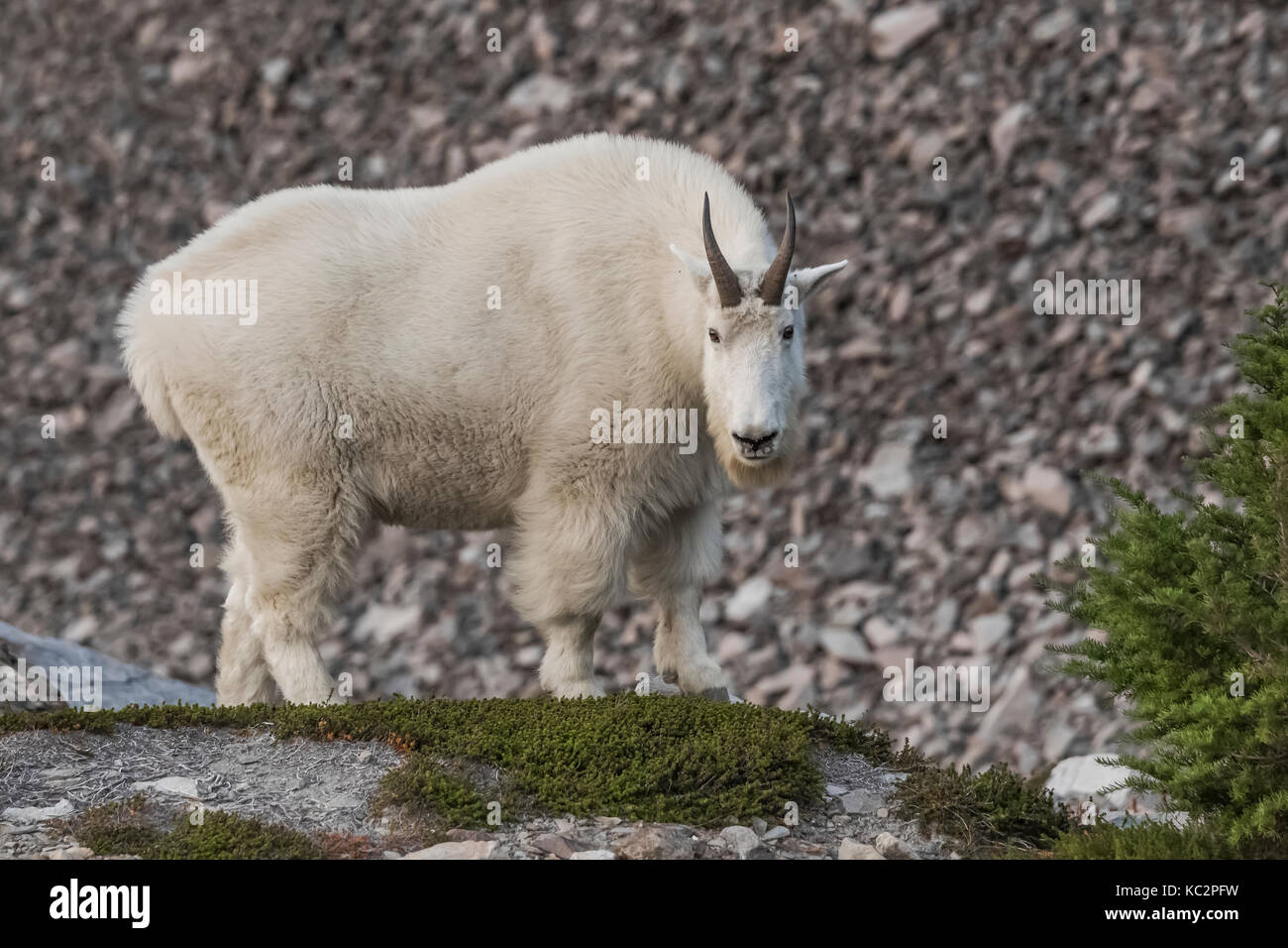 Bergziege, Oreamnos americanus, Fütterung entlang der Moräne hoch über blaue Gletscher aus den Olymp, entlang der Hoh River Trail in Oly Stockfoto