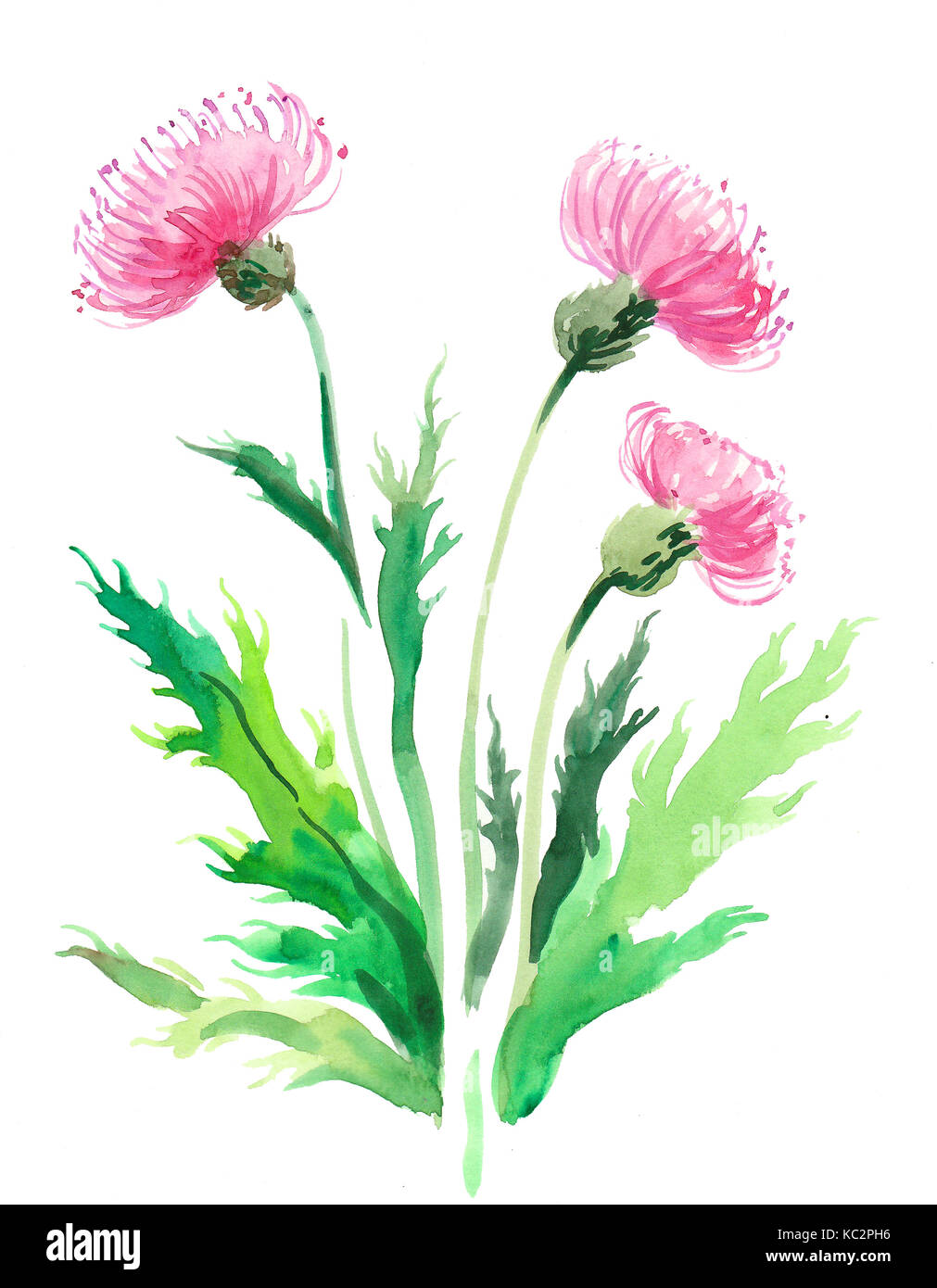 Rosa aquarell Blumen Stockfoto