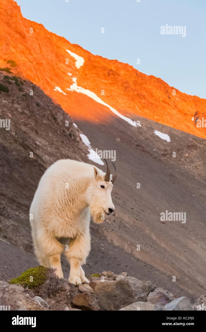 Bergziege, Oreamnos americanus, bei Sonnenuntergang entlang der Moräne hoch über blaue Gletscher aus den Olymp, entlang der Hoh River Trail in O Stockfoto