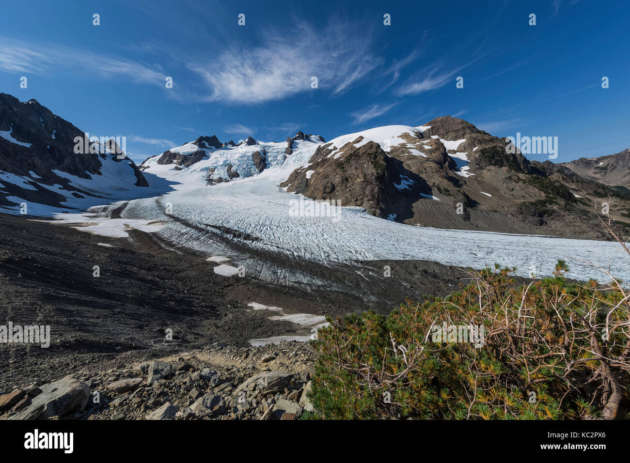 Blue Glacier und Mount Olympus, mit einem whitebark Kiefern, Pinus albicaulis, auf der Seitenmoräne im dramatischen Einstellung am Ende der Hoh Fluss Tr Stockfoto