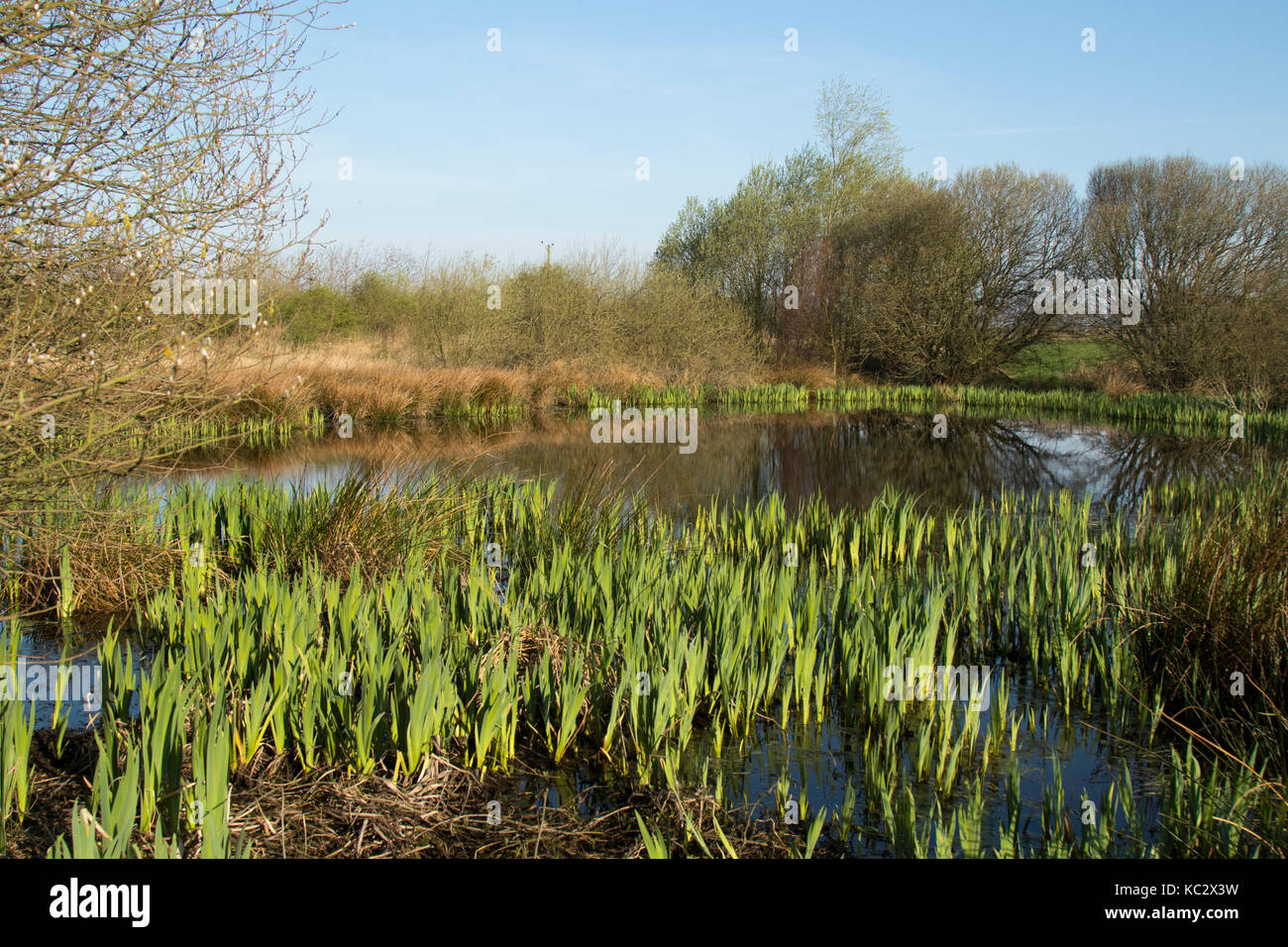 Erneuerung wachstum Fotos und Bildmaterial in hoher Auflösung Alamy