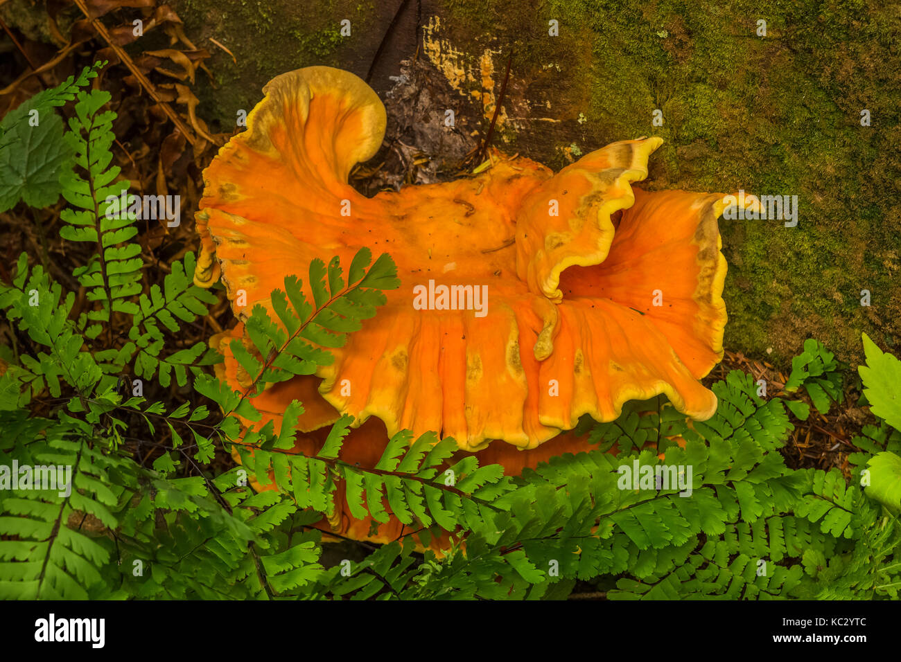 Schwefel Regal, aka Chicken-of-the-Woods, Laetiporus conifericola, wächst an einer verfallenden Log in den Hoh Regenwald entlang der Hoh River Trail im Olympischen Stockfoto