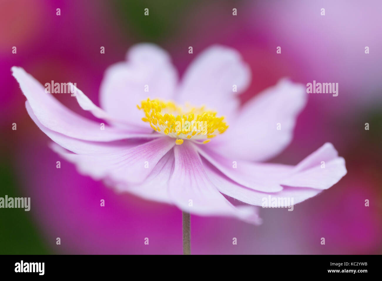 Anemone hupehensis var. japonica 'Pamina' Stockfoto