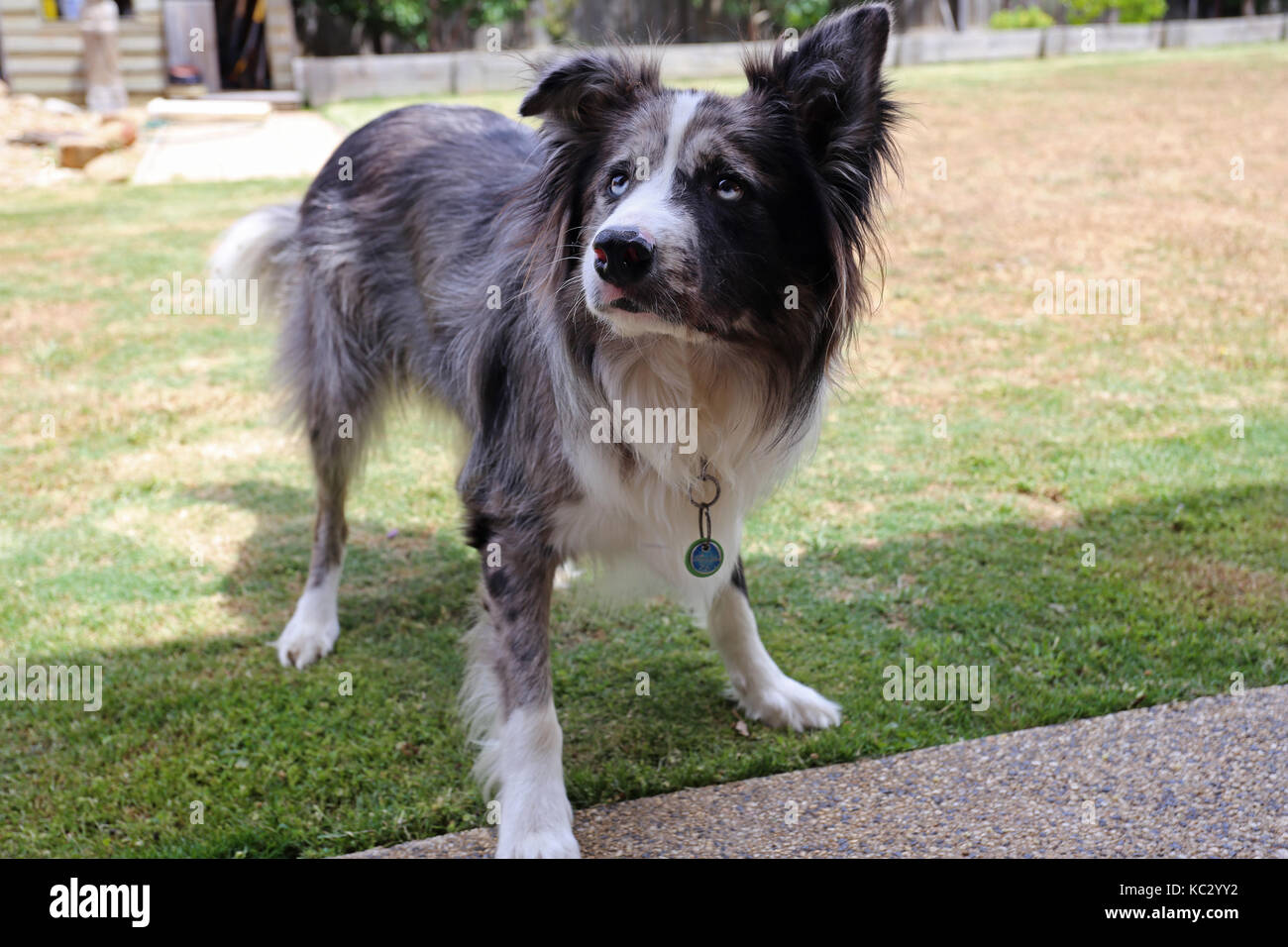 Absicht Koolie Gesicht Stockfoto