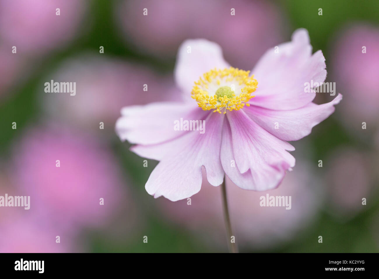 Anemone hupehensis var. japonica 'Pamina' Stockfoto