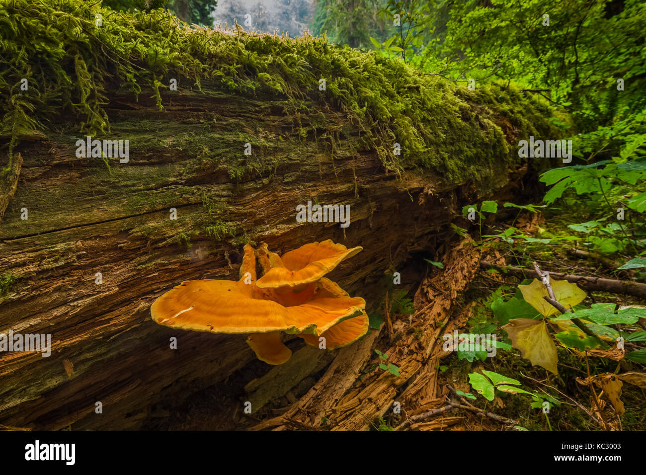 Schwefel Regal, aka Chicken-of-the-Woods, Laetiporus conifericola, wächst an einer verfallenden Log in den Hoh Regenwald entlang der Hoh River Trail im Olympischen Stockfoto