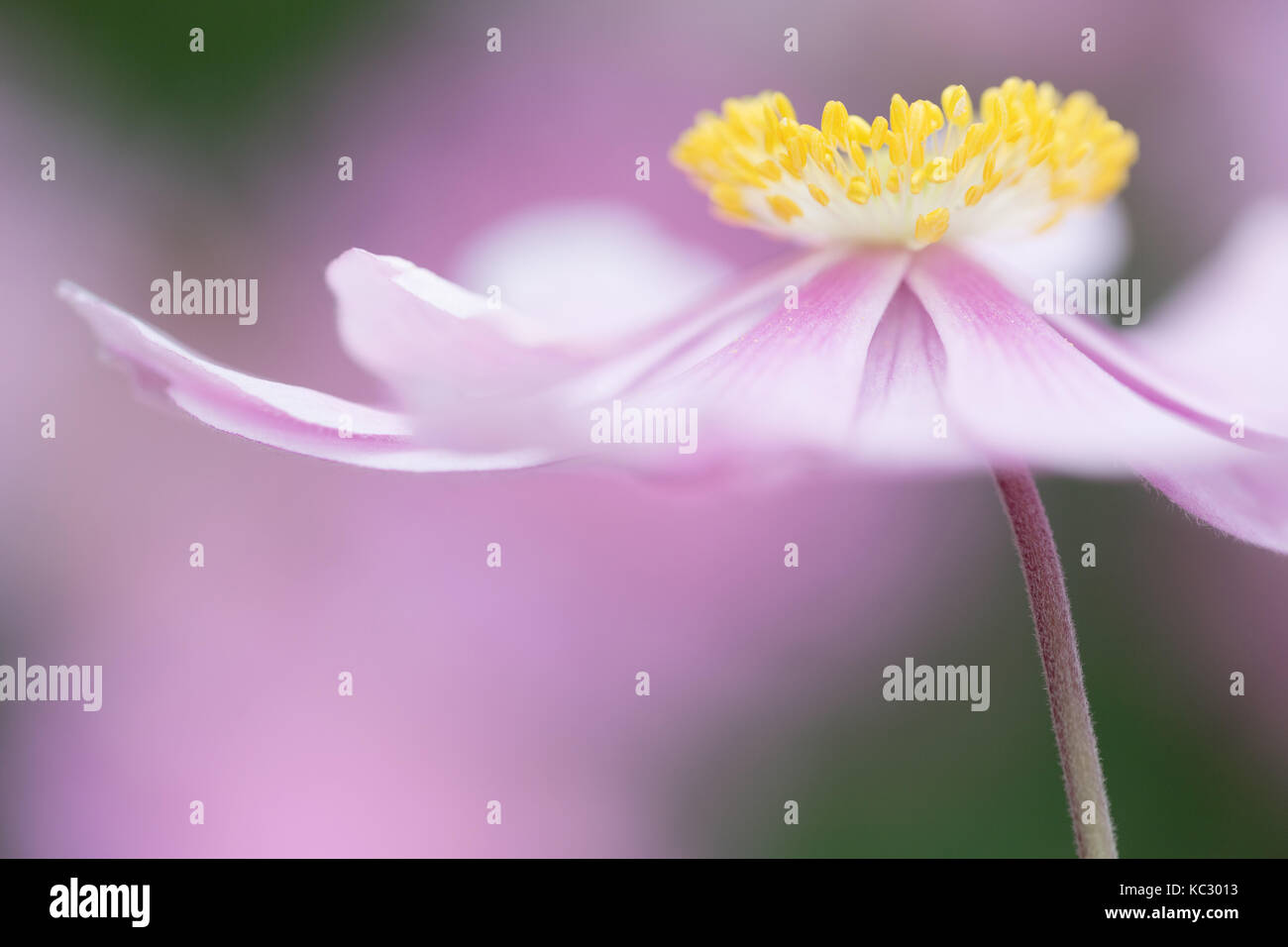 Anemone hupehensis var. japonica 'Pamina' Stockfoto