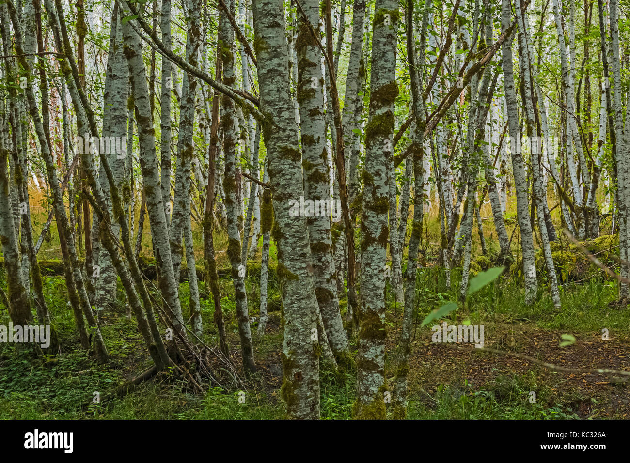 Hoh River Trail zum Blue Glacier, Olympic National Park, Washington State, USA Stockfoto