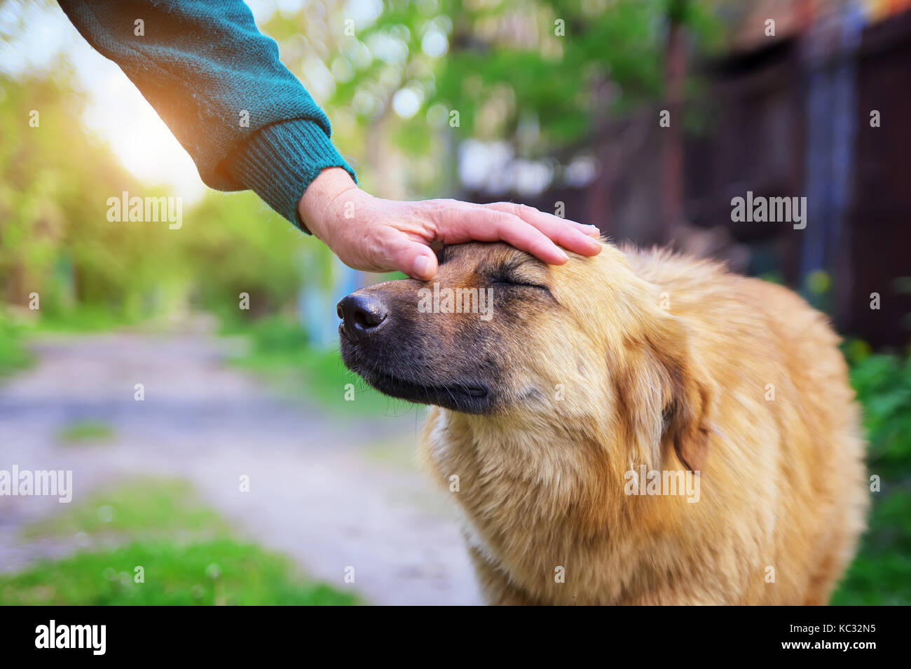 Menschliche Hand streichelt ein Hund. hundezucht Komposition. glücklicher Hund Stockfoto