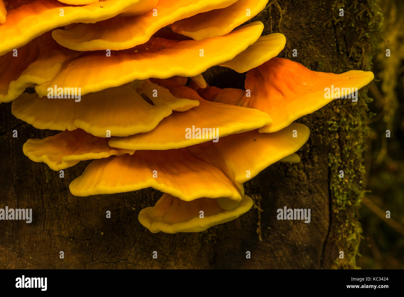 Chicken of the Woods Pilze entlang des Hoh River Trail zum Blue Glacier, Olympic National Park, Washington State, USA Stockfoto